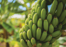 Bananas-and-EU-pesticides